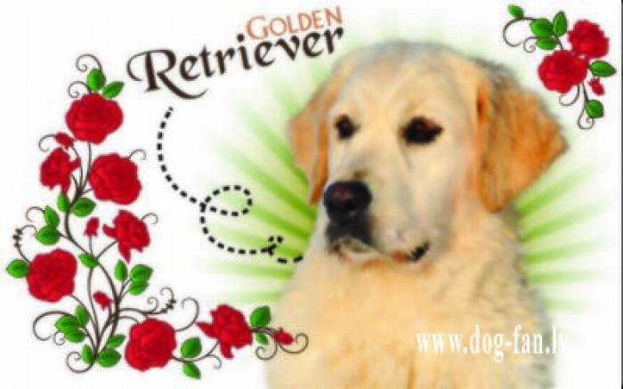 Золотистый ретривер магнит