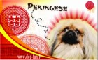Пекинес магнит