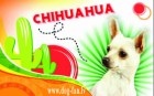 Чихуахуа магнит