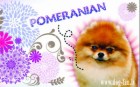 Померанский шпиц магнит