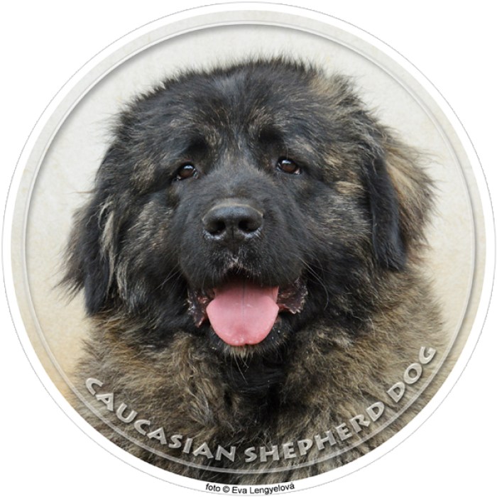 caucasian_shepherd_dog_328-702